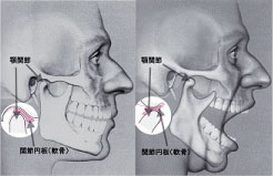 顎関節のしくみ