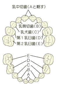 乳歯列と永久歯列