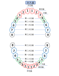 乳歯 生え 変わり